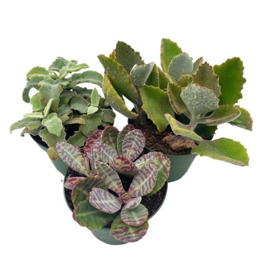 Kalanchoe Assortment Set, 4 inch pots, Set of 3, Variety, Felt Bush Plants - $37.15