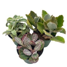 Kalanchoe Assortment Set, 4 inch pots, Set of 3, Variety, Felt Bush Plants - £29.84 GBP