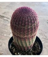 Live Plant Echinocereus Rigidissimus 'Rainbow Hedge', Cacti & Succulent Plant - $41.94