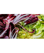Endive/Radicchio Gourmet Mix 300+ Fresh Organic Seeds - £7.84 GBP