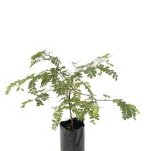 Live Fruit Tree 12”-24” Inches Sour Tamarind (Tamarindus Indica) - £64.13 GBP