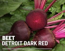 200 Seeds Beet Detroit Dark Red Seed Beta vulgaris Heirloom Vegetable Non-GMO - £15.71 GBP