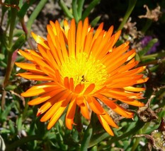 10 Fresh seed-lampranthus Aureus Orange Ice Plant Living Stone Succulent - £6.81 GBP