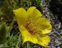 100 Fresh Seeds Yellow Blazing Star Mentzelia Lindleyi - £7.47 GBP