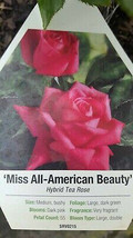 Miss All-American Beauty Pink Hybrid Tea Rose 1 Gal. Bush Plants Shrub Roses - £38.94 GBP