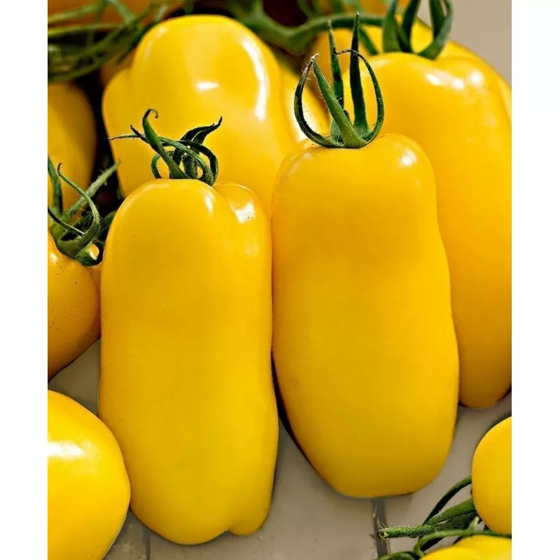 50 Seeds Golden San Marzano Tomato Juicy Tomatoe Vegetable Garden Edible... - $9.63