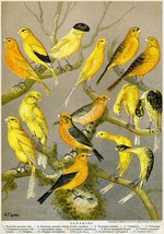 3419.Canary all types for hobby POSTER.Home Room Science School Art decoration - £13.66 GBP+