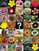 MYSTERY SEED MIX SURPRISE rare exotic flowering color plant random seed 50 seeds - £7.18 GBP