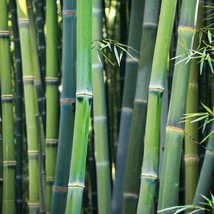 MBK 50 Bamboo Seeds Privacy Plant Garden Clumping Shade Screen Wong Chuc... - $11.90