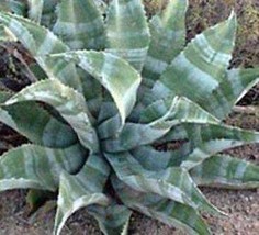 Agave marmorata Marbled - $1.80