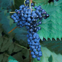 ALGARD Frontenac Blue Grape Seeds 100 Hardy Plant Seedling Good Disease ... - $10.00
