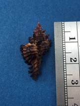 #6 25.8mm Chicoreus Brunneus Dived 20m Palawan Philippines Muricidae - $3.95