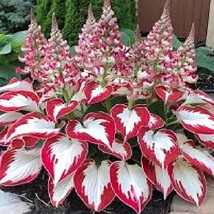 Exotic Hosta Seeds – Perfect for Landscaping and Garden Decor! - $4.99