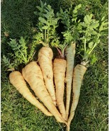 500 Seeds Parsnip All American Parsnip Seed - £15.17 GBP