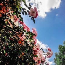 35 Rosa Canina Seeds Pink Flowering Rosehip Rose Bush Makes Rose Hips USA SELLER - £4.60 GBP