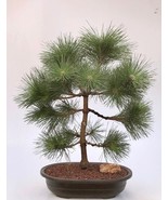 Japanese Black Pine Bonsai Tree   (pinus thunbergii 'thunderhead')  - $625.00