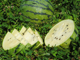 15 Seeds White Sweet Watermelon Fruit Summer Fresh Seeds - $10.00