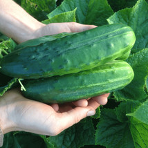 25+ Spacemaster 80 Cucumber Seeds - Heirloom - Organic - Non Gmo ------- Fresh - £2.36 GBP