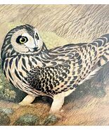 Short Eared Owl Art Print Color Plate Birds Of Prey Vintage Nature 1979 ... - $49.03 CAD