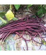 15 Purple-red Yard Long Bean seeds Asian Chinese Noodle Bean String beans - $4.63