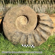 Giant 16&quot; Tropaeum Gigas Rare Ammonite Fossil, Lower Callovian, Jurassic, Isle - $4,380.05