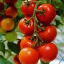 New Fresh Seeds 25 Siberian Tomato Seeds - £8.68 GBP