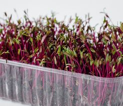 50 Seeds Bulls Blood Beet Microgreen Seeds NON-GMO Heirloom Seeds For Sprouting - £6.37 GBP