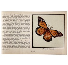 The Monarch Butterfly 1934 Butterflies Of America Antique Insect Art PCB... - $24.99