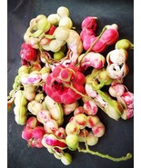 Manila tamarind Pithecellobium dulce Fabaceae 10 Seeds ThailandMrk - £3.90 GBP
