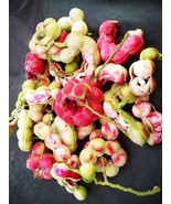 Manila tamarind Pithecellobium dulce Fabaceae 10 Seeds ThailandMrk - $6.86 CAD