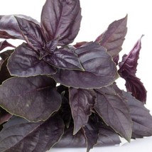 Fresh Garden Purple Basil - Seeds - Organic - Non Gmo - Heirloom Seeds – Herb Se - £7.05 GBP