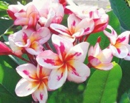 TISSEEDS 5 White Yellow Pink Plumeria Seeds Plants Flower Flowers Perennial 188  - $8.99