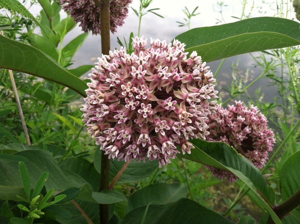 Common Milkweed Seeds, Attract Monarch Butterflies, Native Wildflower, E... - $1.97+