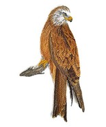 Nature Weaved in Threads, Amazing Birds Kingdom [Red Kite Perching [Custom and U - $21.87