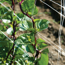 Seeds 75 Red Stem Malabar Spinach Basella Alba Rubra Grow Easy - £6.56 GBP