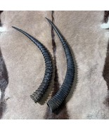 35.5&quot; and 33&quot; Antelope Horns - Real African Antelope Horns - African Sab... - €472,12 EUR