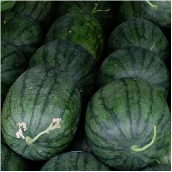 25 seeds CONGO WATERMELON Heirloom Seeds for Rapid Garden Enhancements - $10.75