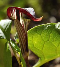 5 Jack In The Pulpit Arisaema Triphyllum Shade Flower Seeds Grown In Usa Gardeni - £9.02 GBP