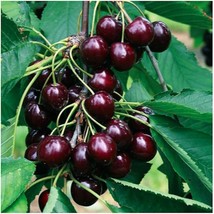 10+ BLACK /RAINIER CHERRY SEEDS | SWEET EDIBLE FRUIT | USA Native Tree - $4.95