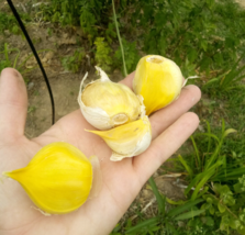 15 Garlic (Allium sativum) Cloves- Fresh &amp; Ready To Plant - $16.78