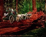 Vtg Carte Postale 1910s California Fallen Monarch Sequoia Cheval &amp; Ed Mi... - £12.34 GBP