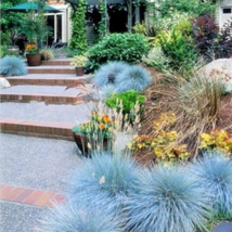 Blue Fescue Grass bonsais 200 PCS Seeds - $9.08