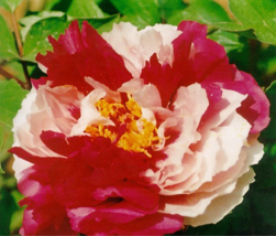 Heirloom Red White Peony Seedling Flower &#39;Er Qiao&#39; Seeds, Professional Pack, Ver - £8.72 GBP