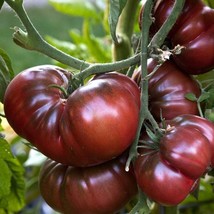 15 Black Brandywine Tomato, NON-GMO, Beefsteak, Potato Leaf Vegetable Seeds - £14.27 GBP