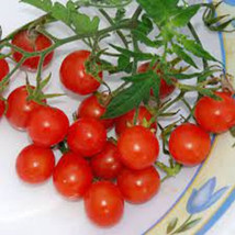 50 Seeds Koralik Tomato Tomatoe Vegetable Garden  - $7.17