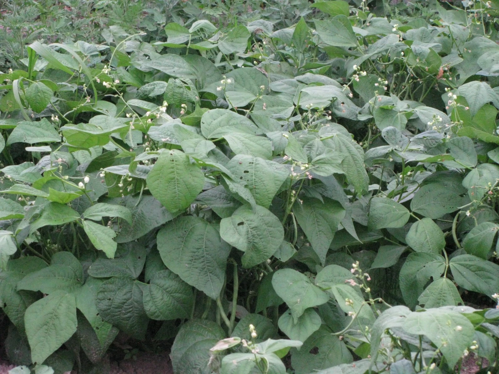 BLUE LAKE GREEN BEAN SEED 100+ - €11,92 EUR