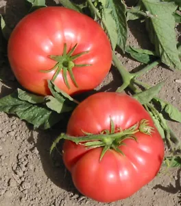 50 Seeds Marianna&#39;S Peace Tomato Heirloom Vegetable Tomatoe Edible Fresh Garden - £7.35 GBP