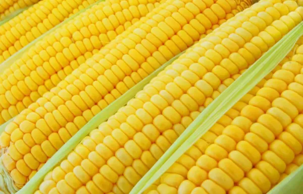Fresh 100+ Incredible Corn Seeds Grow Tasty Sweet Corn Big Yielder Garden - £14.35 GBP