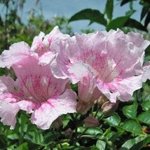 New Fresh Seeds Podranea Ricasoliana Pink Trumpet Vine Zimbabwe Creeper ... - £15.79 GBP