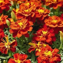 USA Non GMO 100 Seeds French Marigold Red Cherry Beneficial In Vegetable Gardens - £7.11 GBP